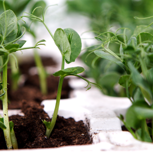 close up image of pea shoots
